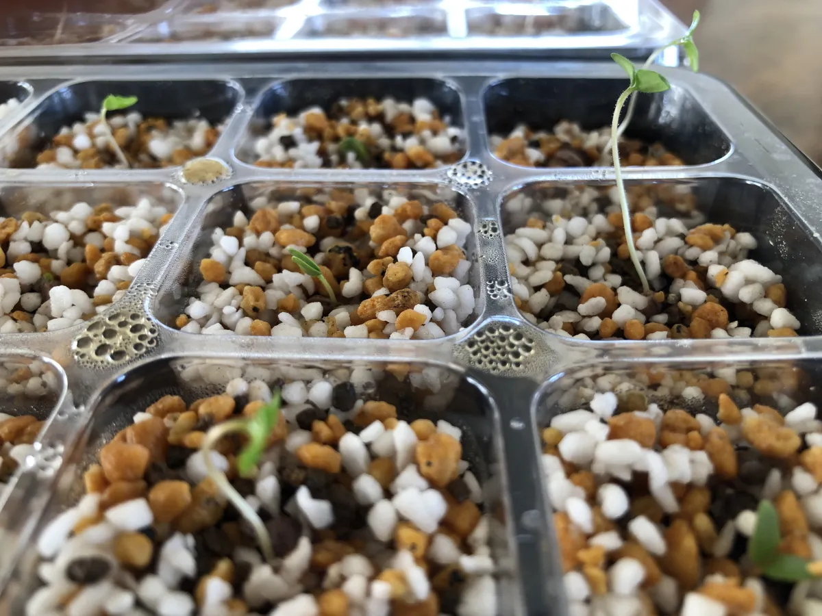 Pachycormus discolor (パキコルムス ディスカラー)