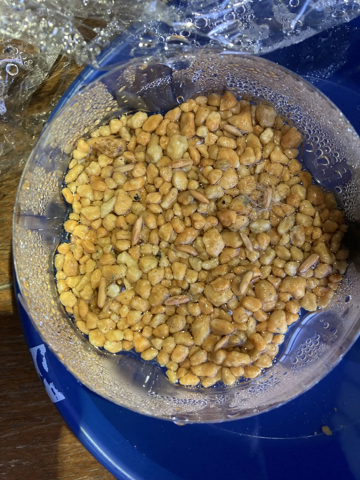 [無料種子] 発芽難 パキポディウム グラキリス　 Pachypodium rosulatum var. gracilius