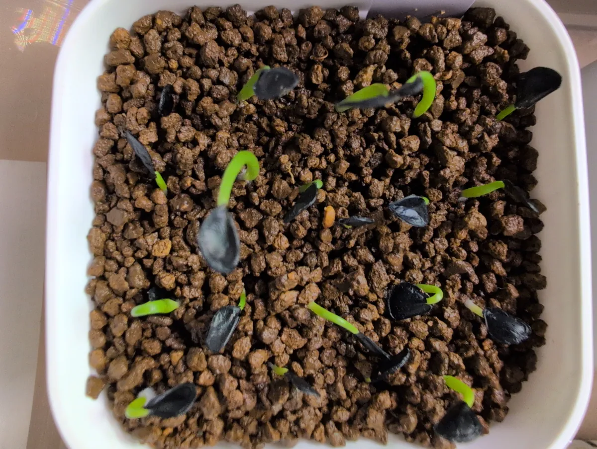 Agave montana (アガベ モンタナ)