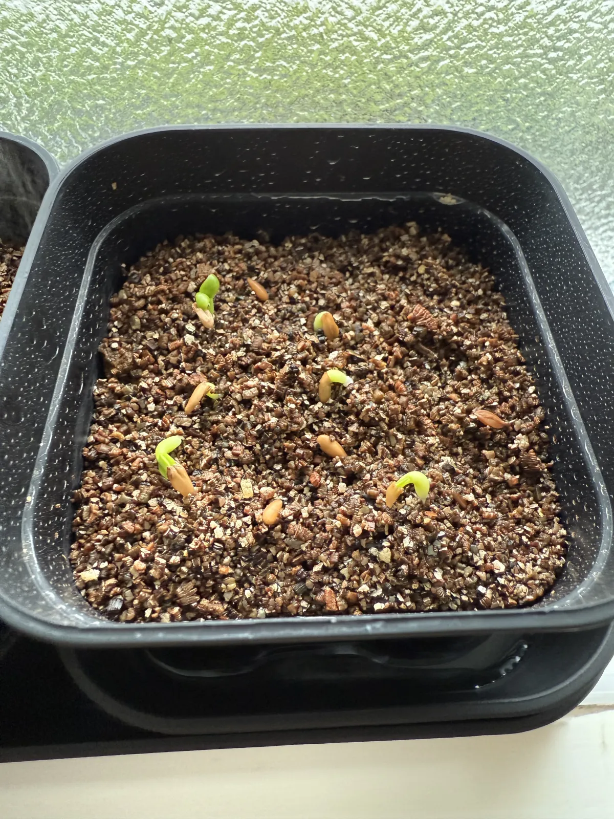 Pachypodium brevicaule subsp. leucoxanthum (パキポディウム レウコキサンツム)