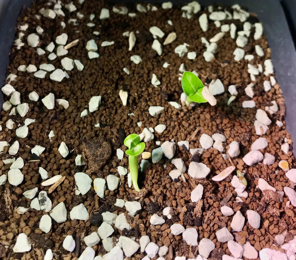 Pachypodium lamerei (パキポディウム ラメレイ 夢叶棒)