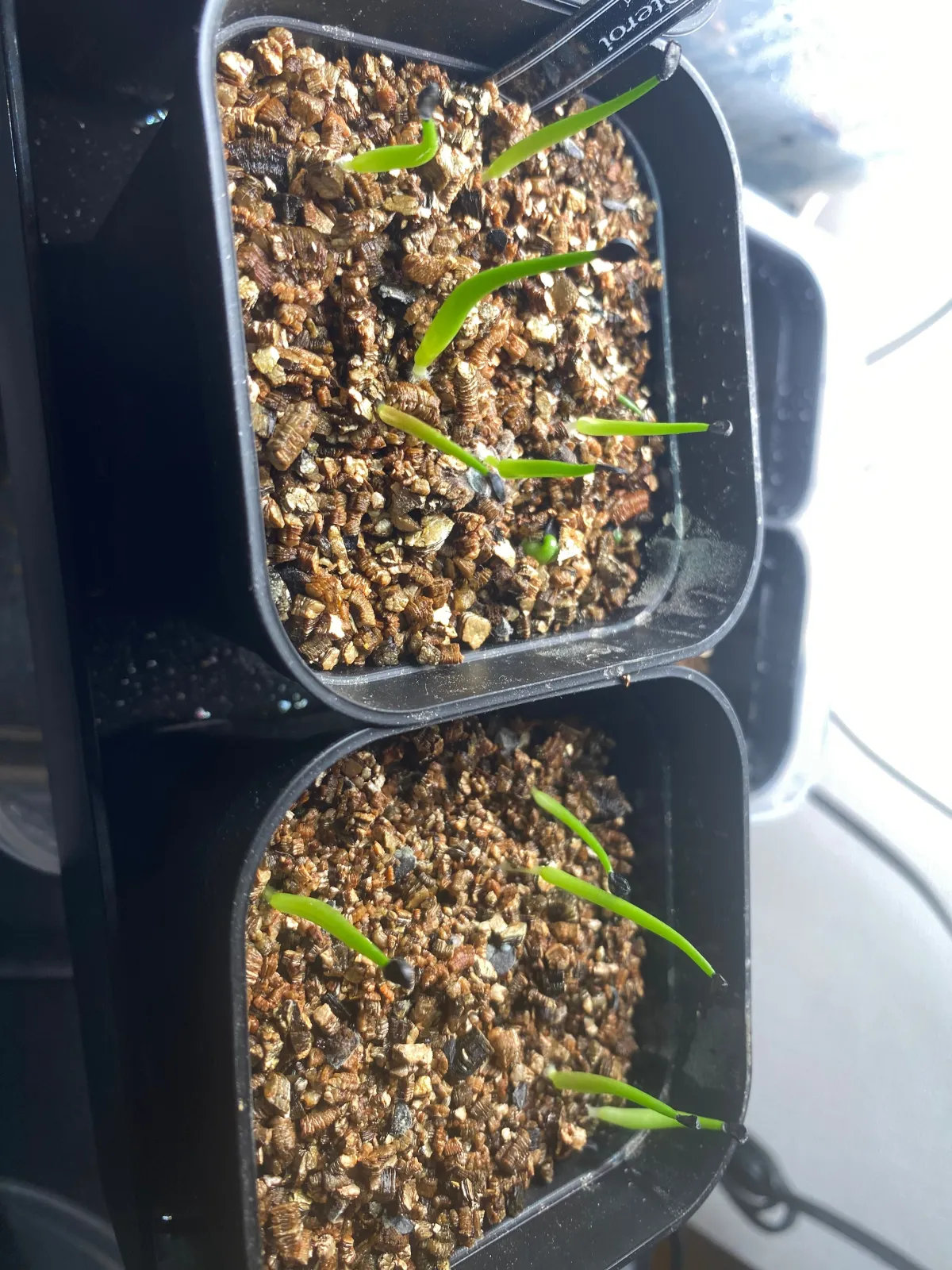 Agave oteroi (アガベ オテロイ)