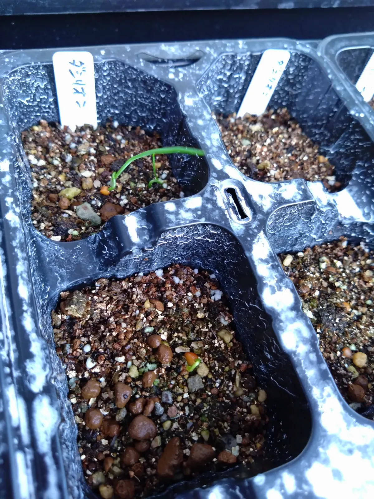 Dasylirion berlandieri var. berlandieri Zaragoza Blue (ダシリリオン ベルランディエリ)