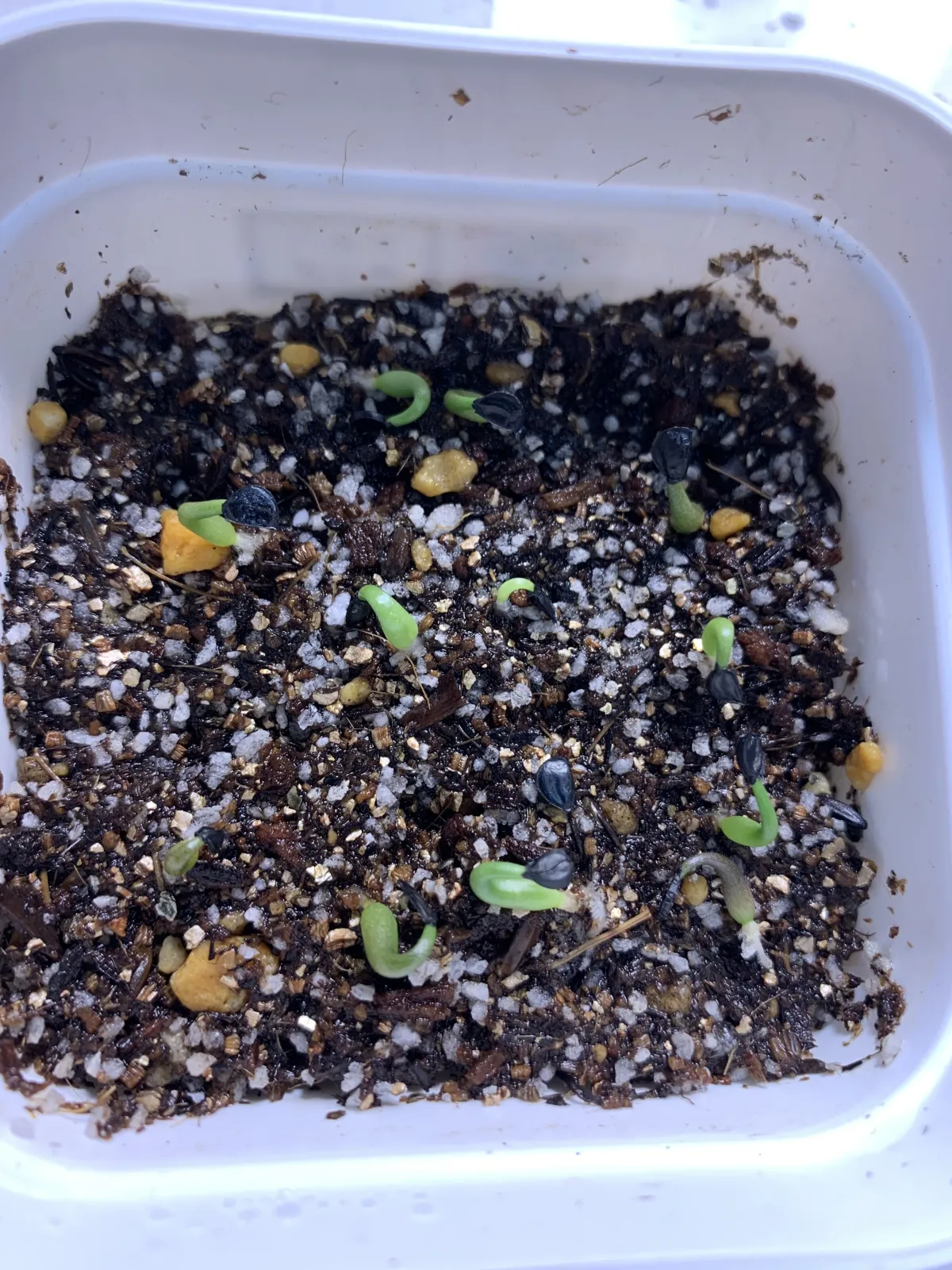 Agave horrida ssp. horrida (アガベ ホリダ)