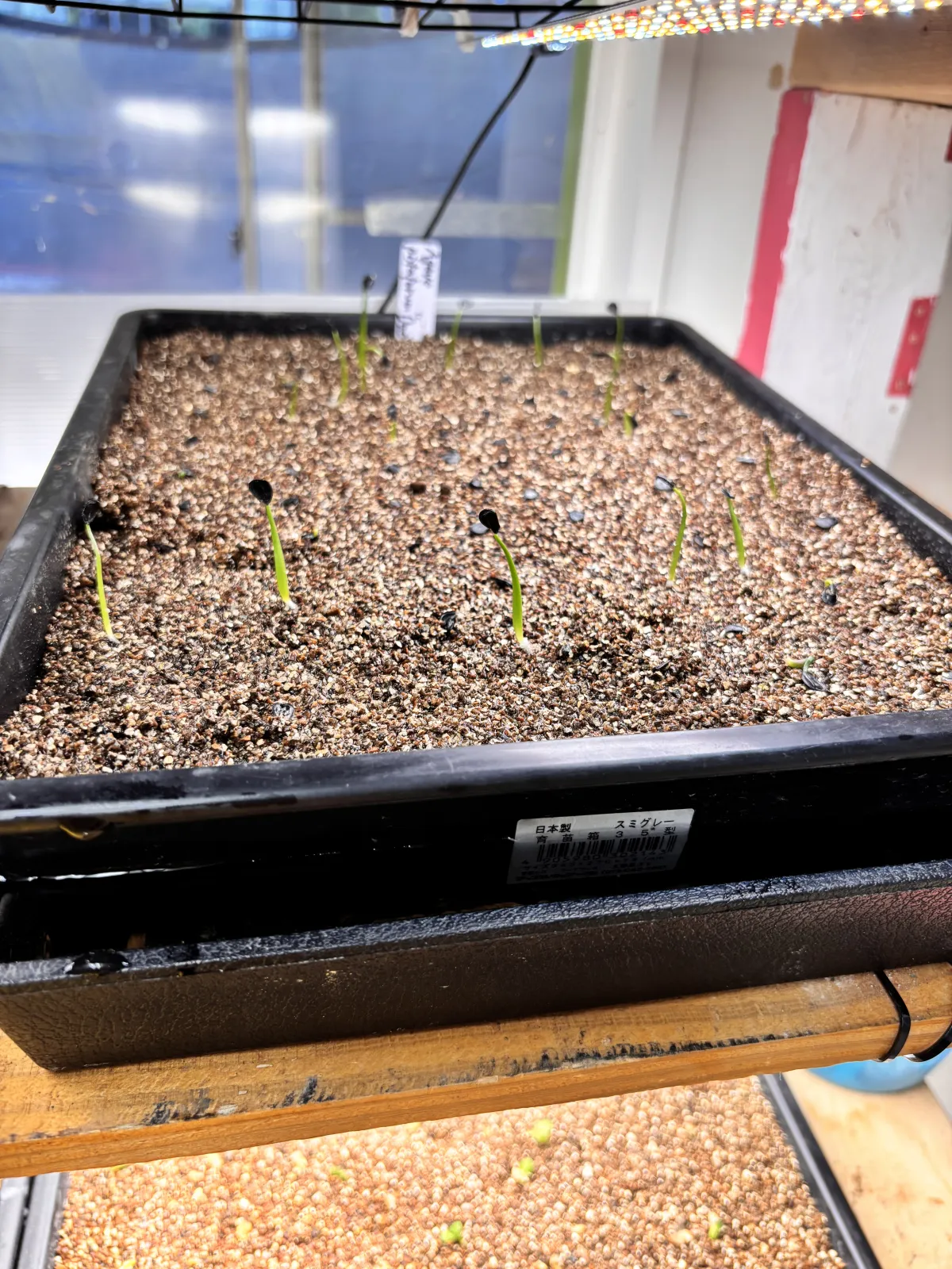 Agave potatorum (アガベ ポタトラム)