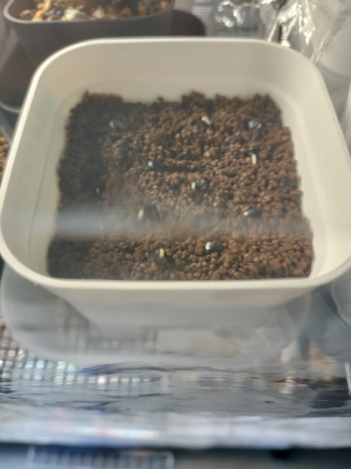 Agave utahensis var. eborispina 'Corkscrew' (アガベ ユタエンシスコークスクリュー)