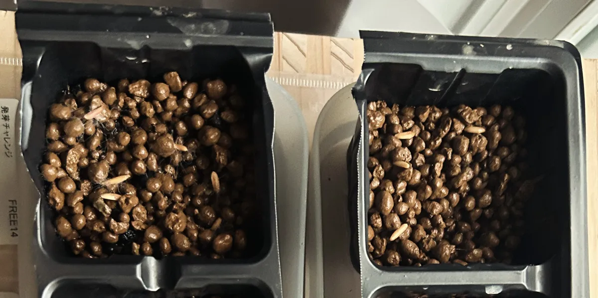 [無料種子] 発芽難 パキポディウム グラキリス　 Pachypodium rosulatum var. gracilius