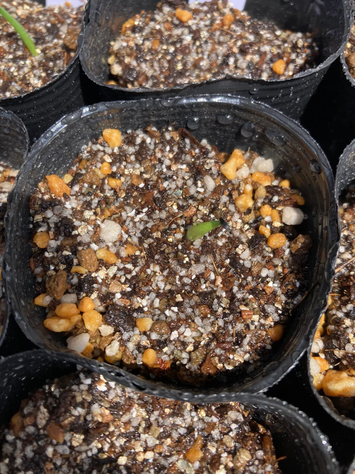 Agave titanota 'Blue' (アガベ チタノタブルー)