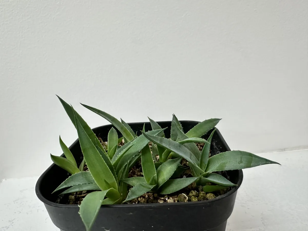Agave utahensis ssp. utahensis 'Compacta' (アガベ ユタエンシスコンパクタ)
