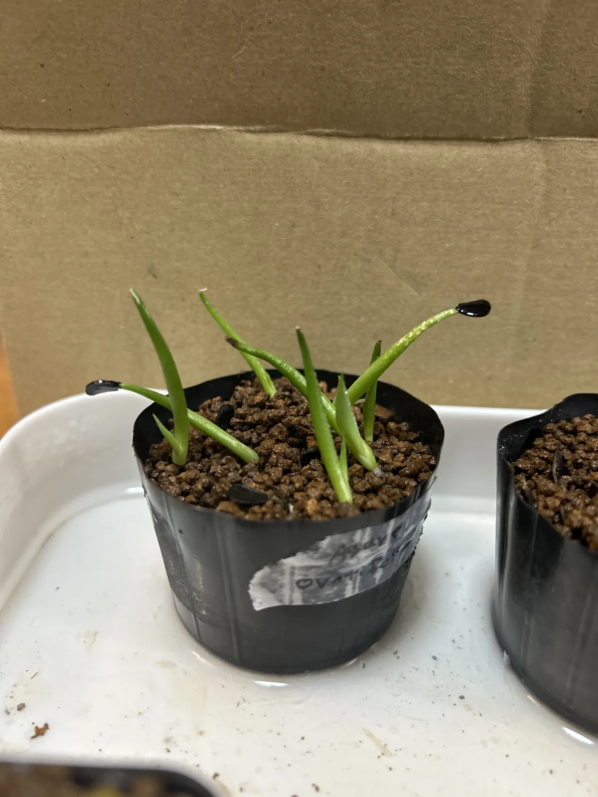 Agave ovatifolia (アガベ オバティフォリア)