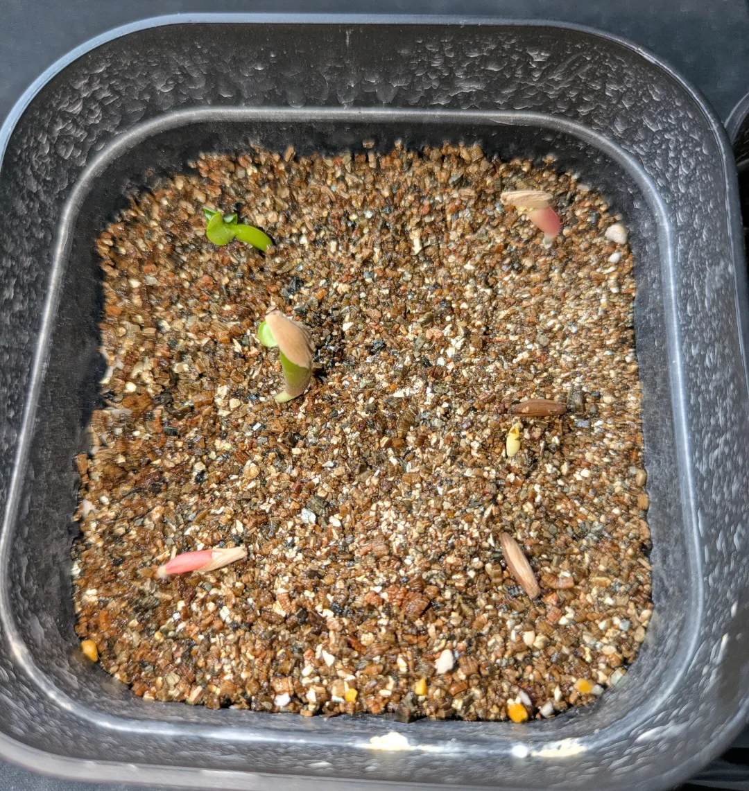 Adenium obesum Dorset Horn (DHA) (アデニウム ドーセットホーン)