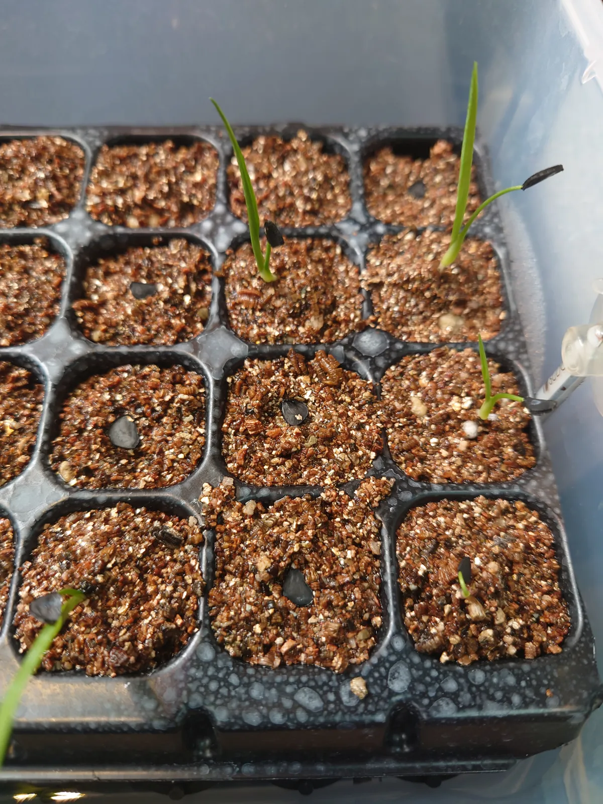 Yucca rigida (ユッカ リギダ)