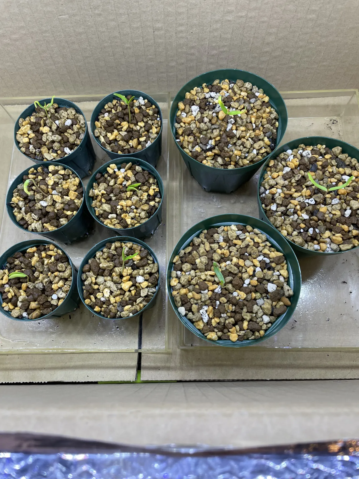 Operculicarya pachypus (オペルクリカリア パキプス)