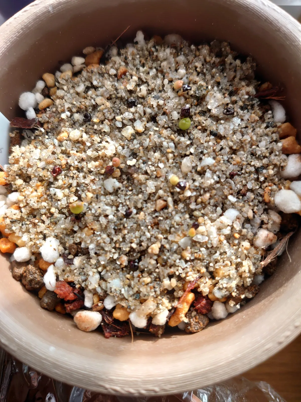 Astrophytum asterias (アストロフィツム ゴンザレス)