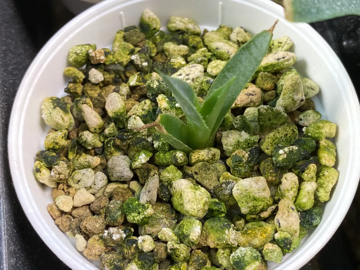 Agave utahensis var. eborispina (アガベ エボリスピナ)