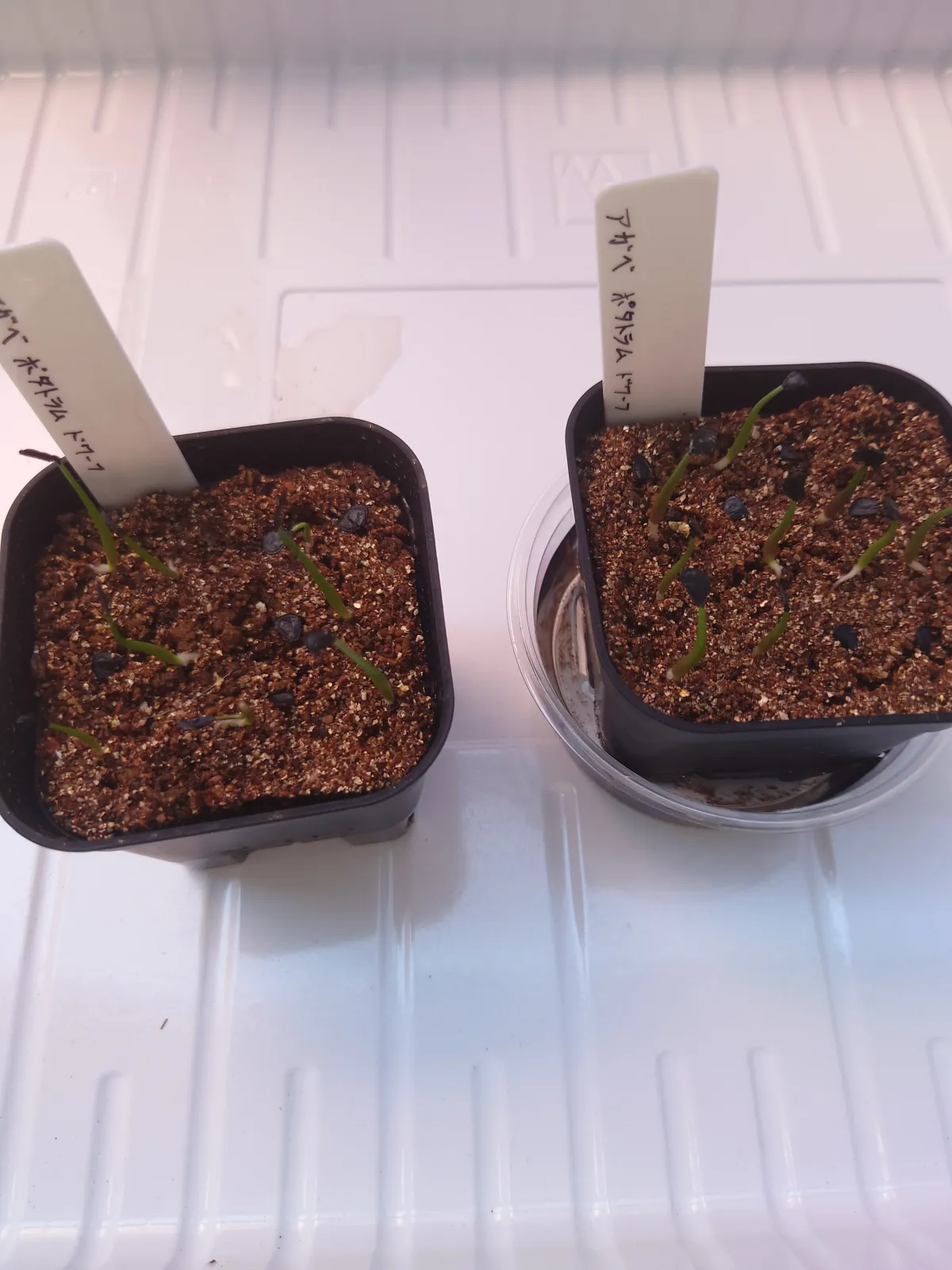 Agave potatorum Dwarf (アガベ ポタトラムドワーフ)