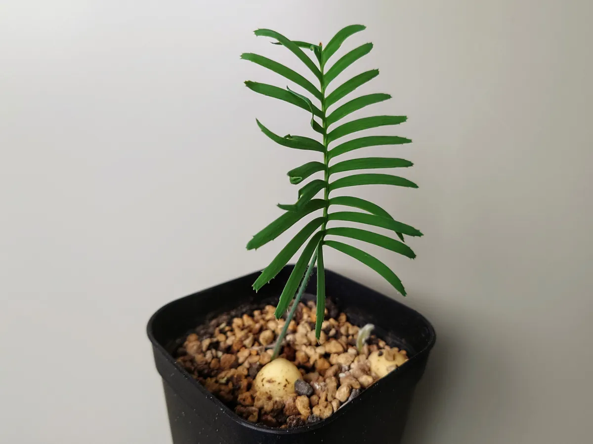 Dioon edule (ディオーン エデューレ)