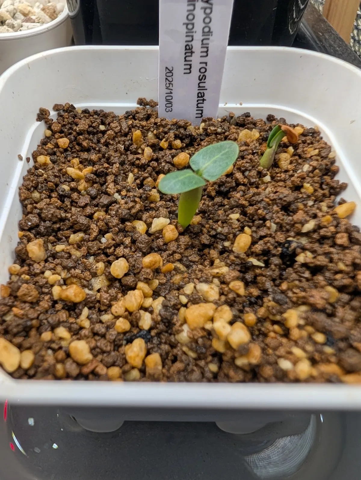 Pachypodium rosulatum var. inopinatum (パキポディウム イノピナツム)