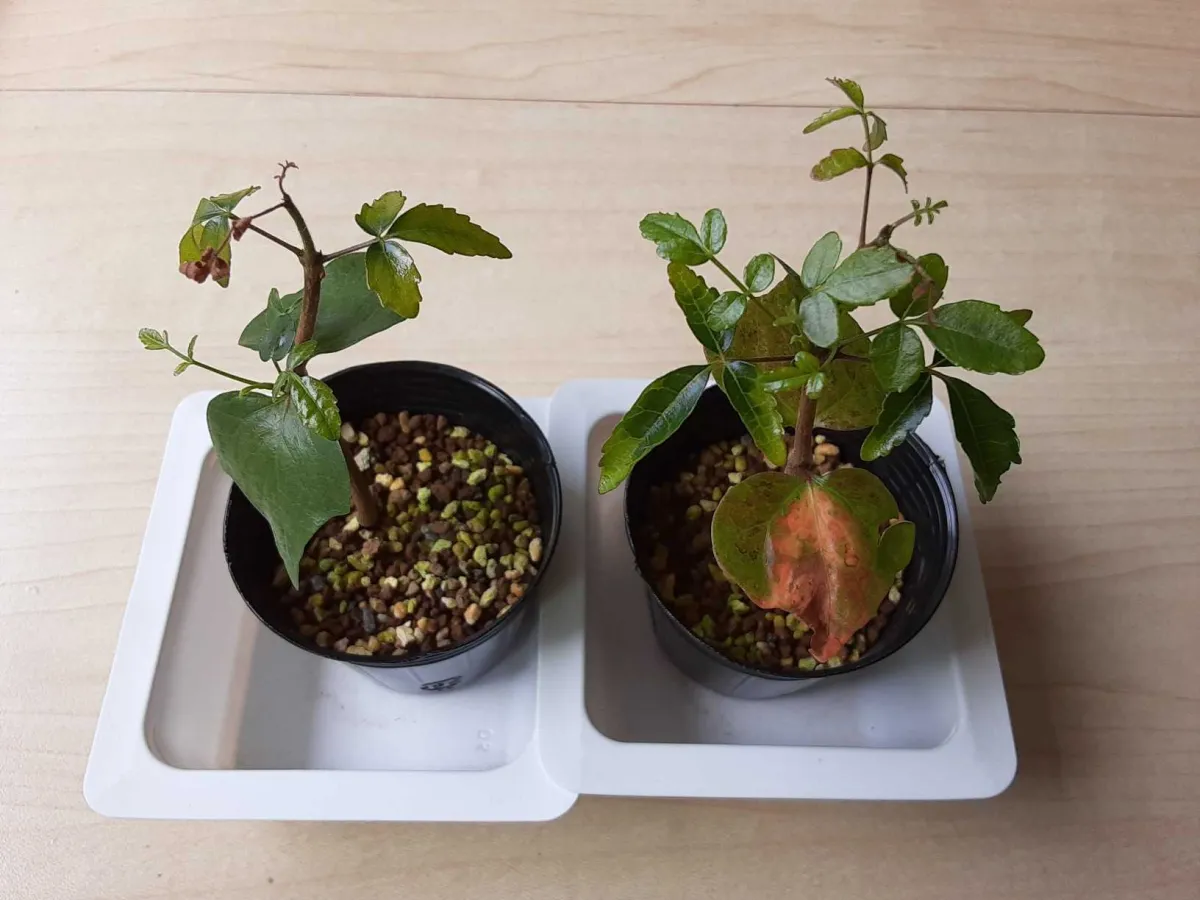 Commiphora hyphaenoides sp. tulear (コミフォラ ヒファエノイデス)