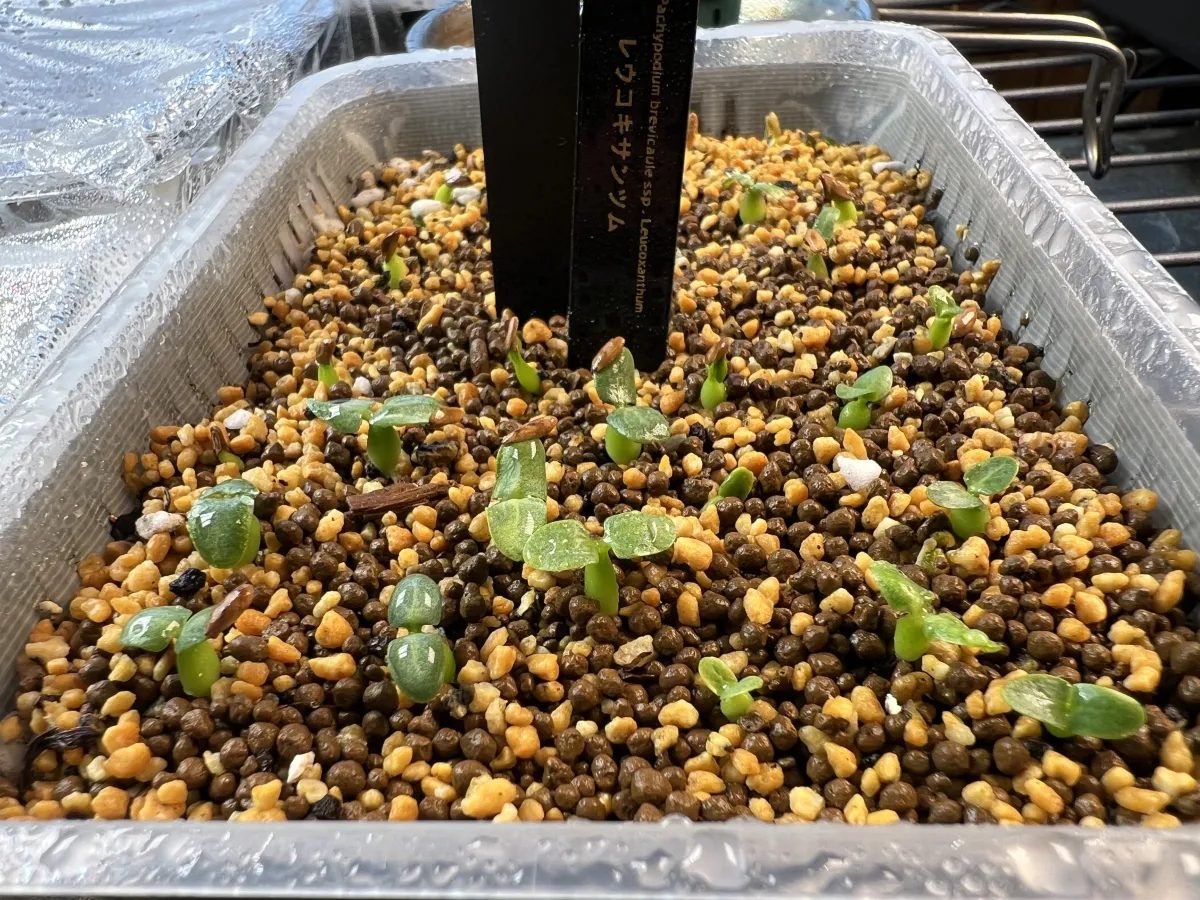 Pachypodium brevicaule subsp. leucoxanthum (パキポディウム レウコキサンツム)