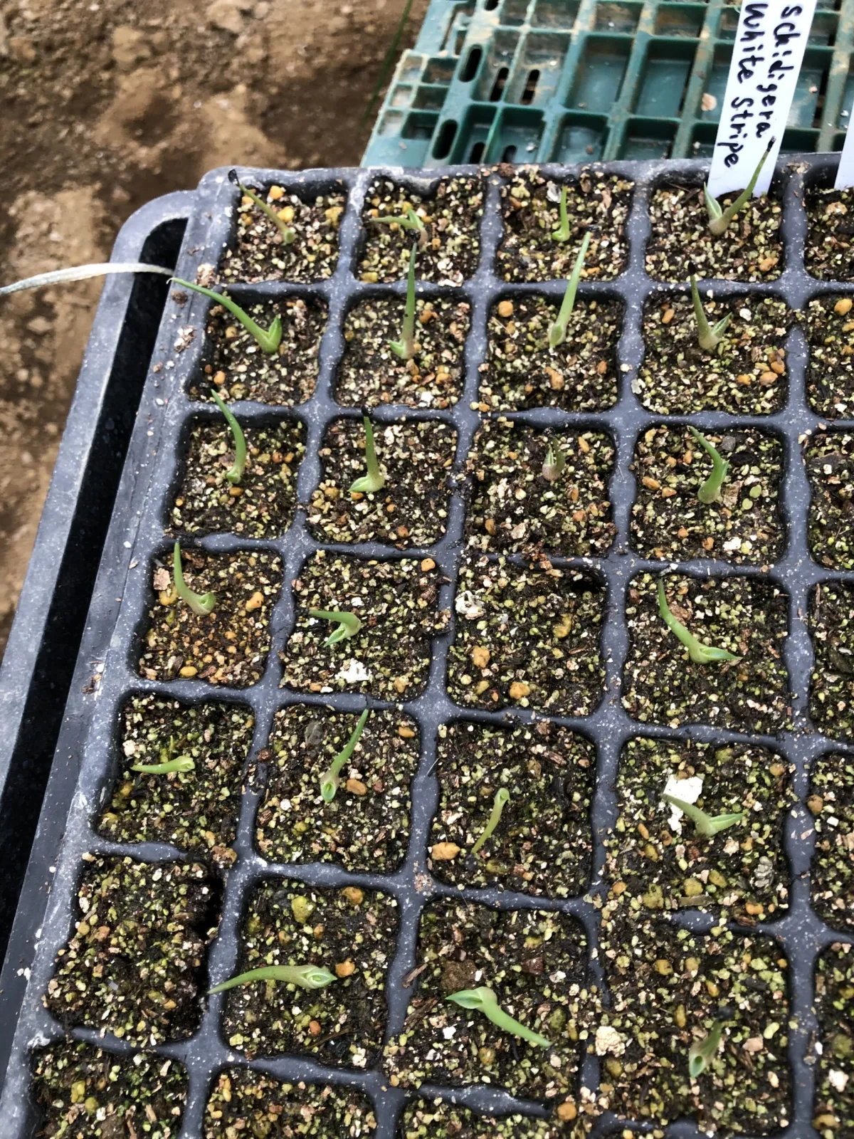 Agave schidigera White Stripe (アガベ シジゲラ ホワイトストライプ)