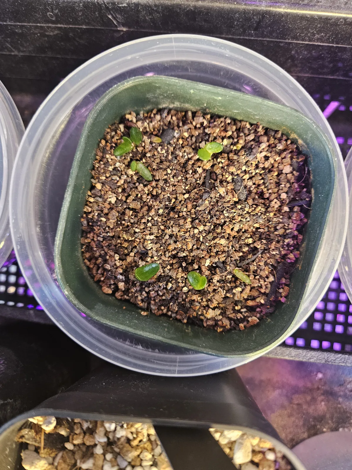 Haworthia pumila (ハオルチア プミラ)