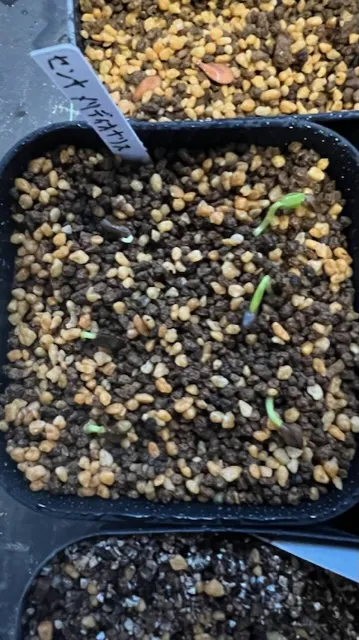 Senna meridionalis (センナ メリディオナリス)