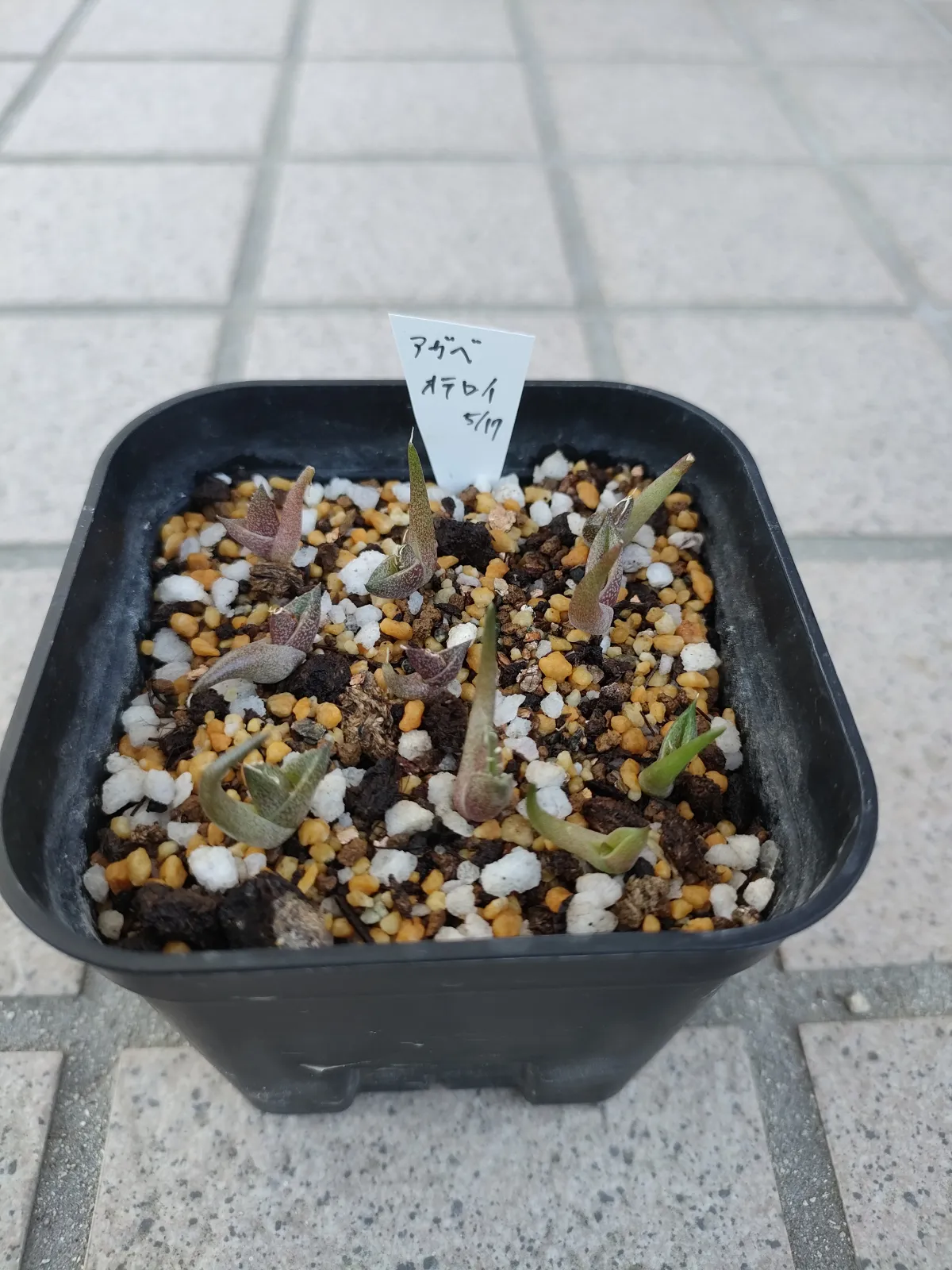 Agave oteroi (アガベ オテロイ)