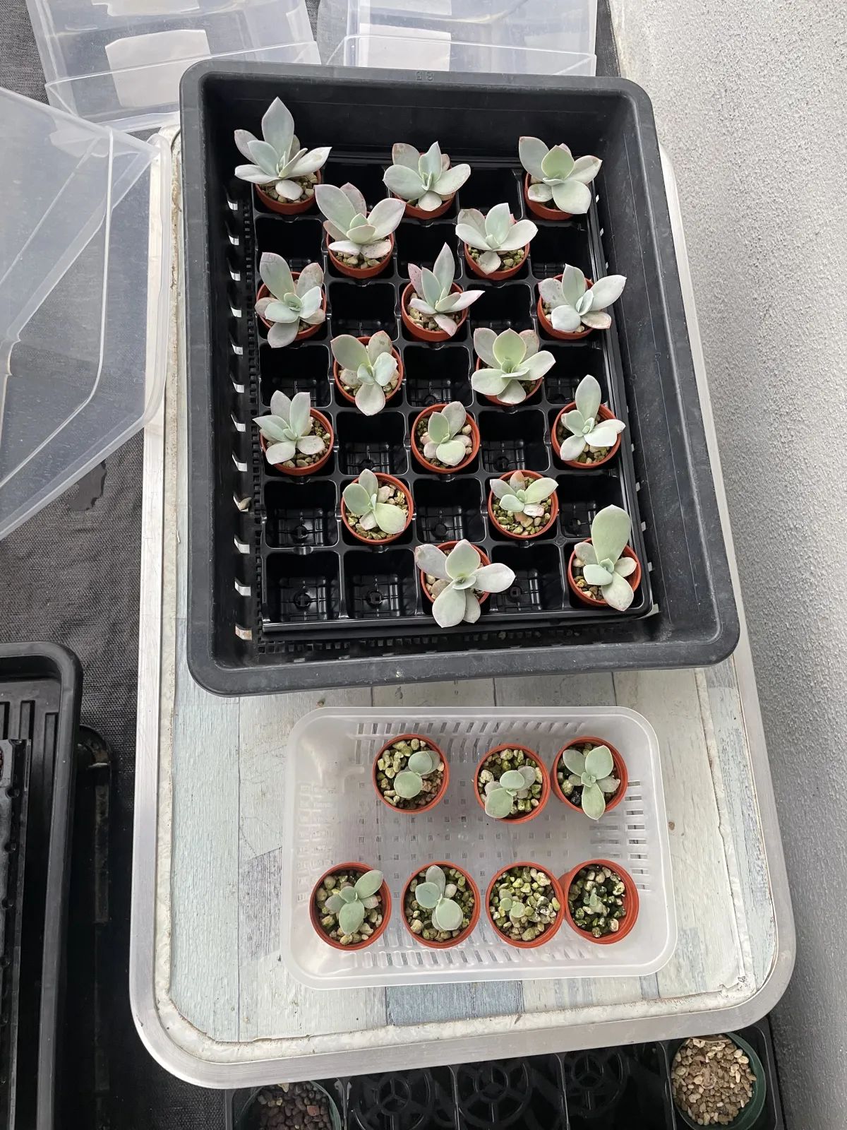 Echeveria cante White Cloud Echeveria (エケベリア カンテ)