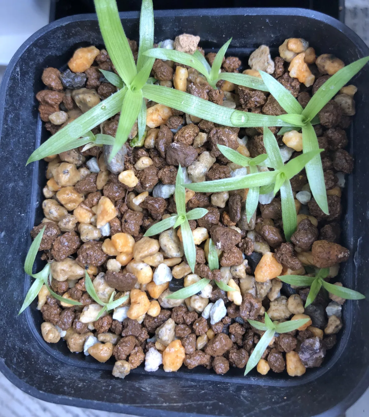 Puya mirabilis (プヤ ミラビリス)