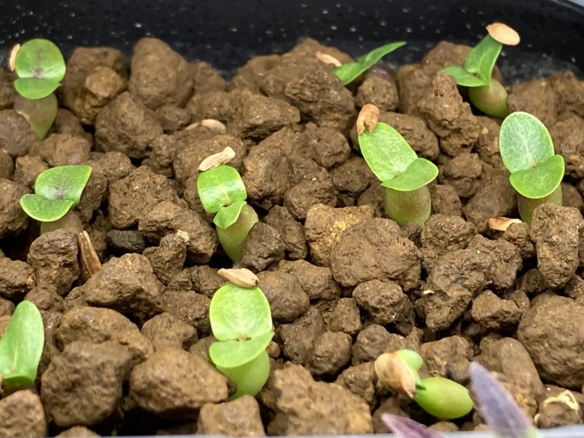 Pachypodium enigmaticum (パキポディウム エニグマチカム)