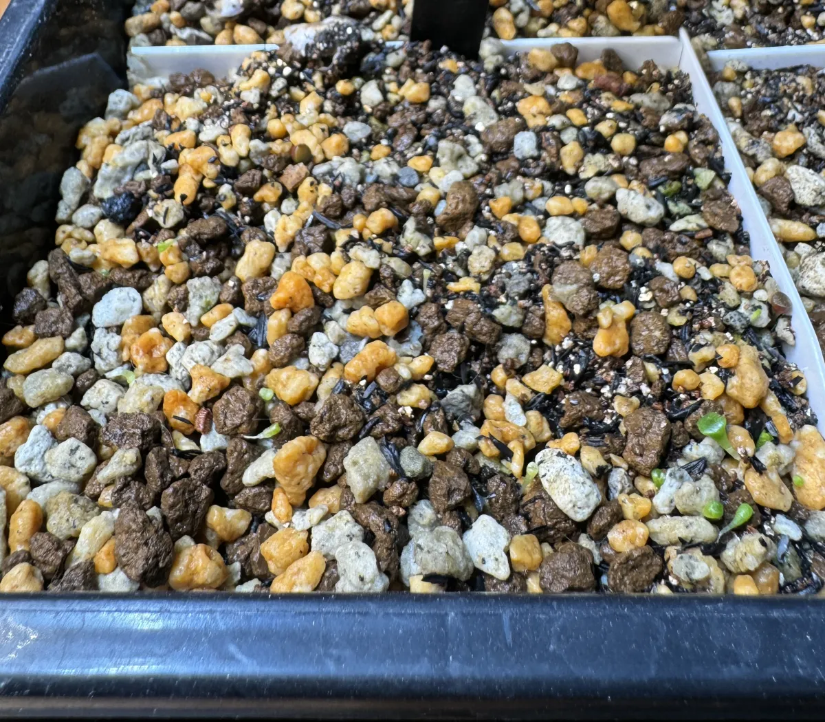 Lithops Mix (リトープス ミックス)