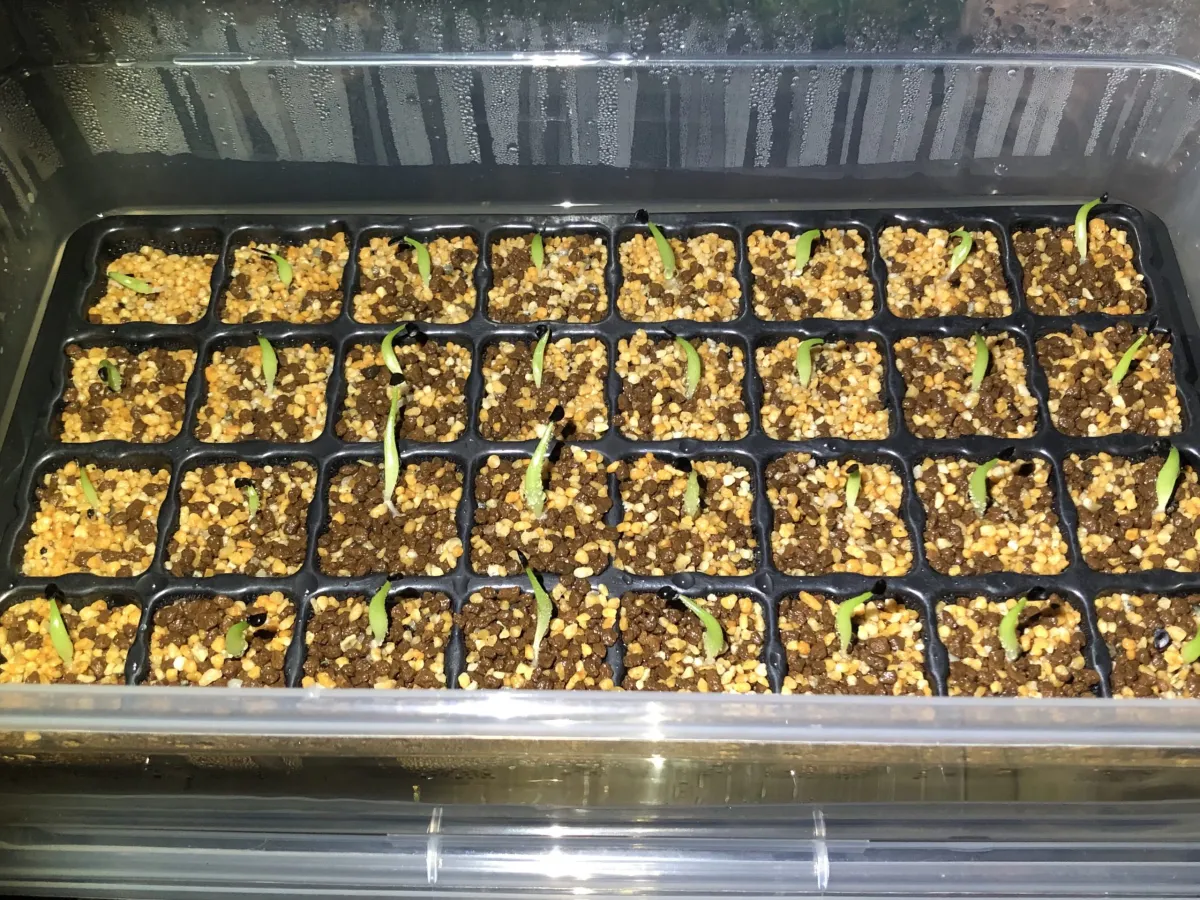 Agave titanota (アガベ チタノタ ドワーフ)