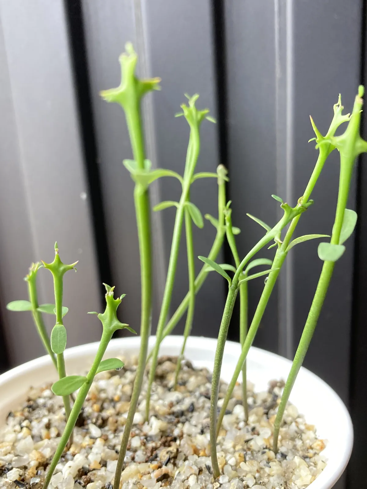 Euphorbia stenoclada subsp. stenoclada (ユーフォルビア ステノクラーダ)