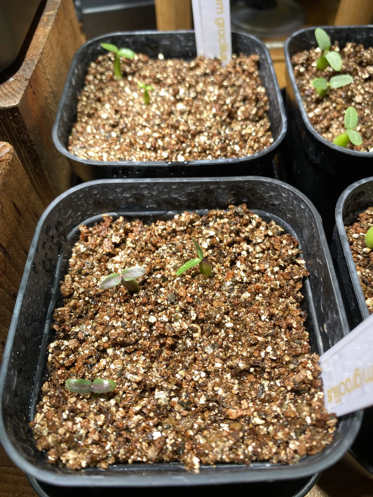 Pachypodium rosulatum var. gracilius (パキポディウム グラキリス)