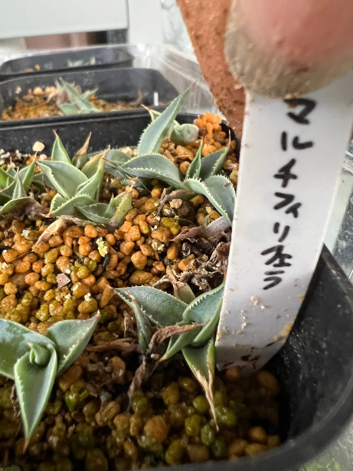 Agave multifilifera (アガベ マルチフィリフェラ)