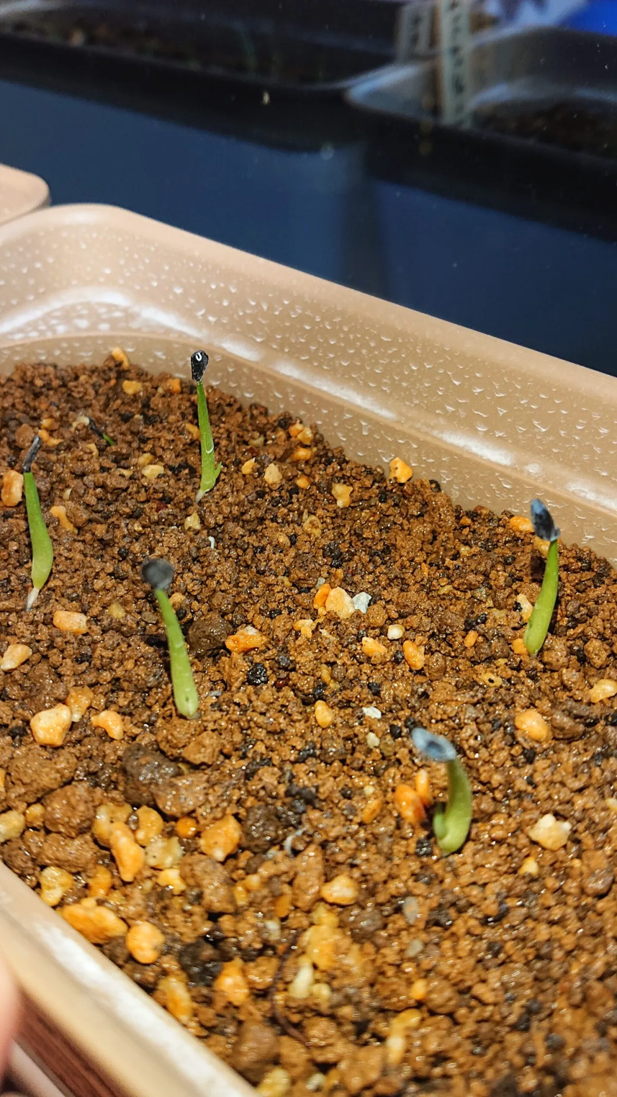 Agave ovatifolia (アガベ オバティフォリア)