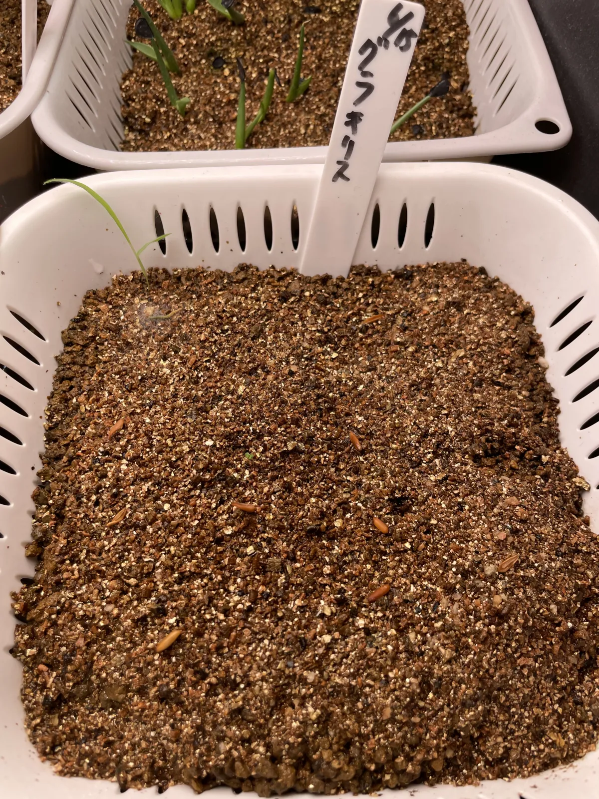 [無料種子] 発芽難 パキポディウム グラキリス　 Pachypodium rosulatum var. gracilius