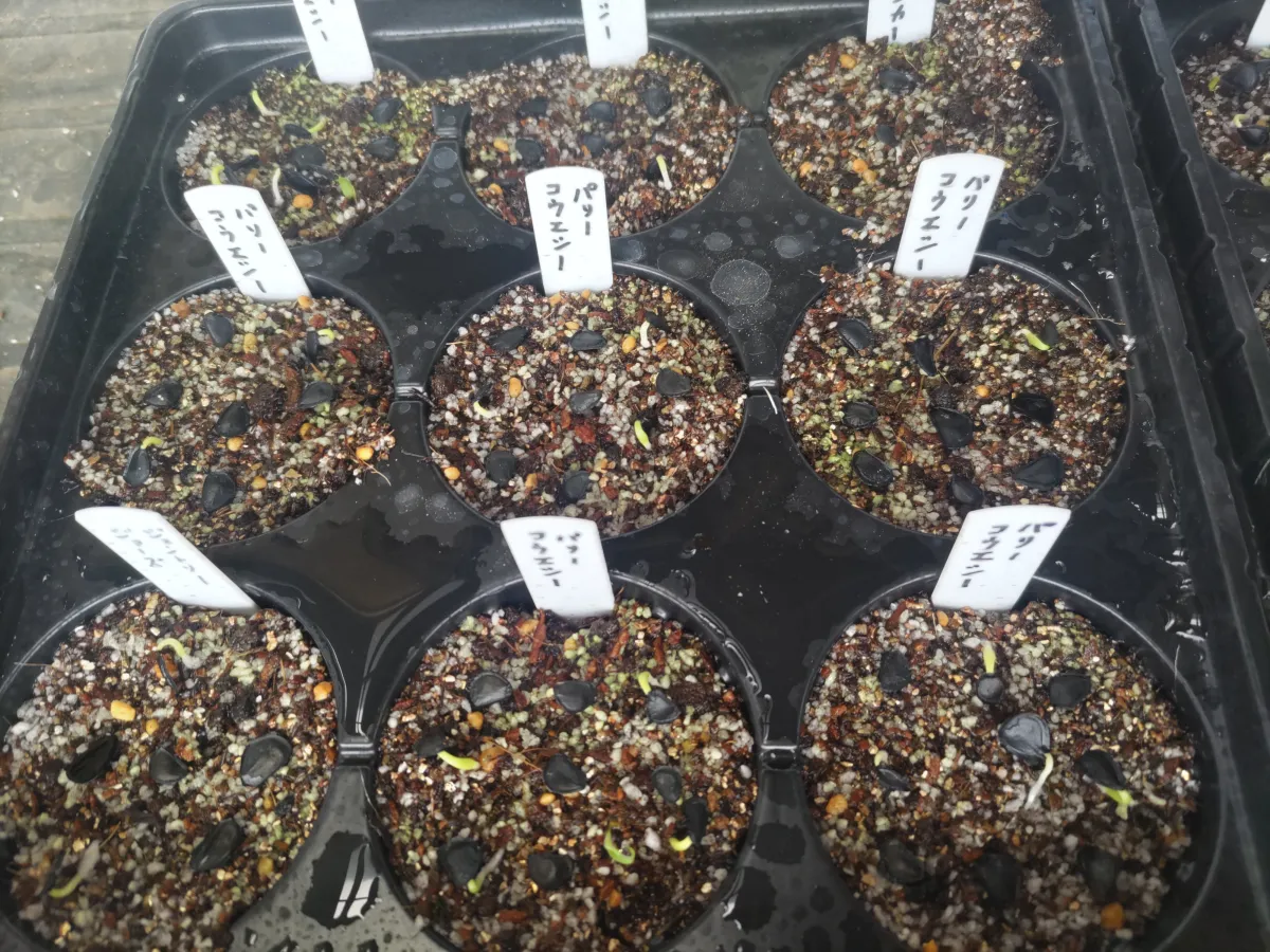 Agave parryi var. couesii (アガベ コウエシー)