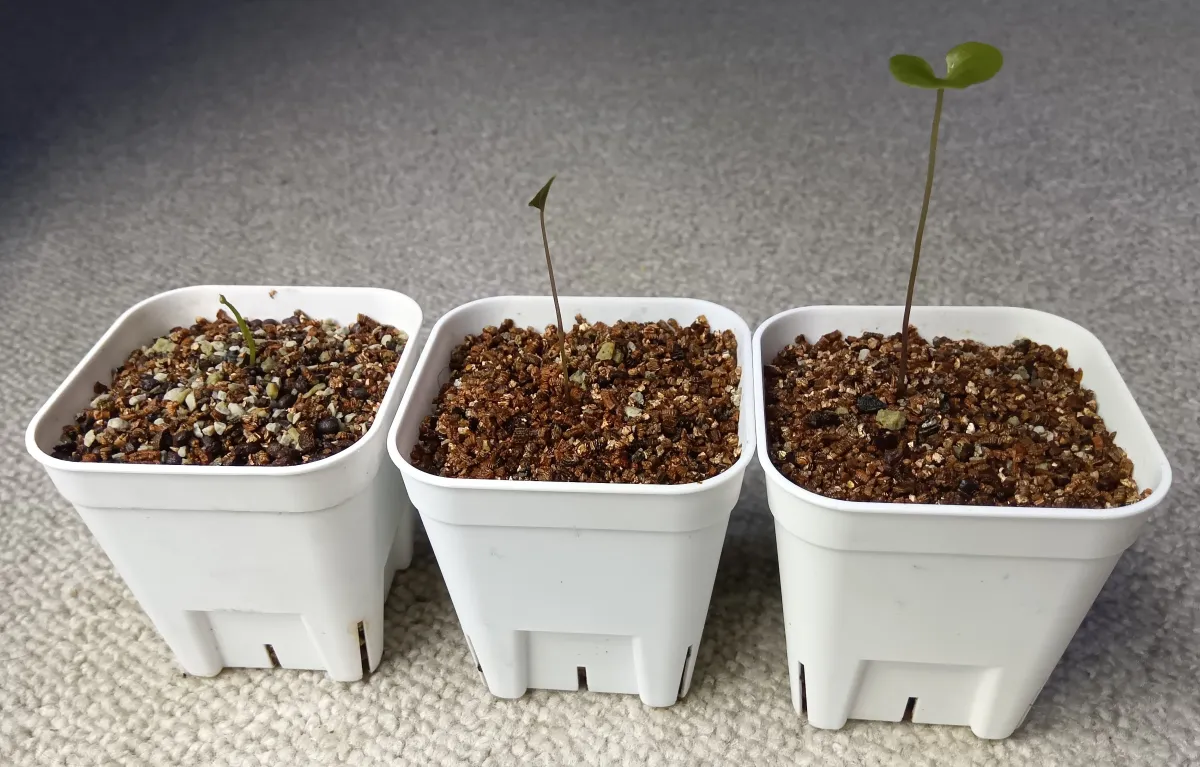 Dioscorea elephantipes (ディオスコレア エレファンティペス アフリカ亀甲竜)