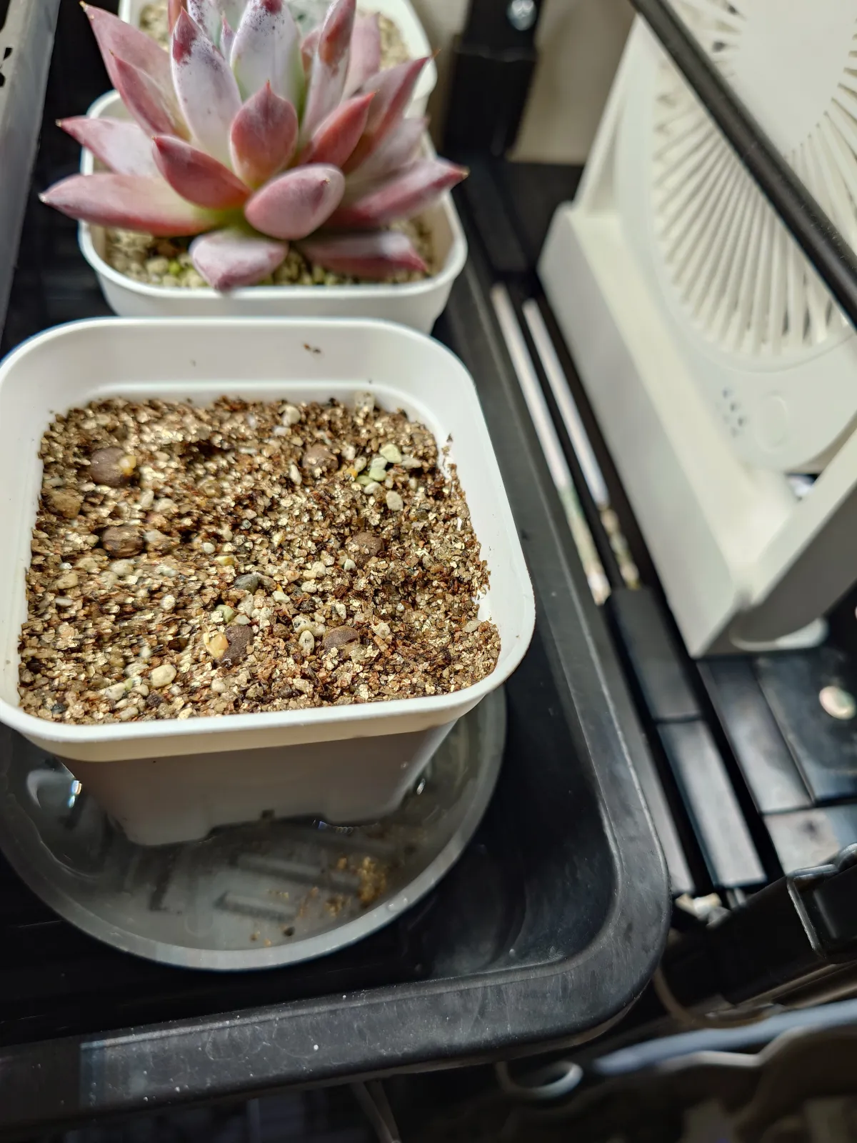 Operculicarya pachypus (オペルクリカリア パキプス2025D)