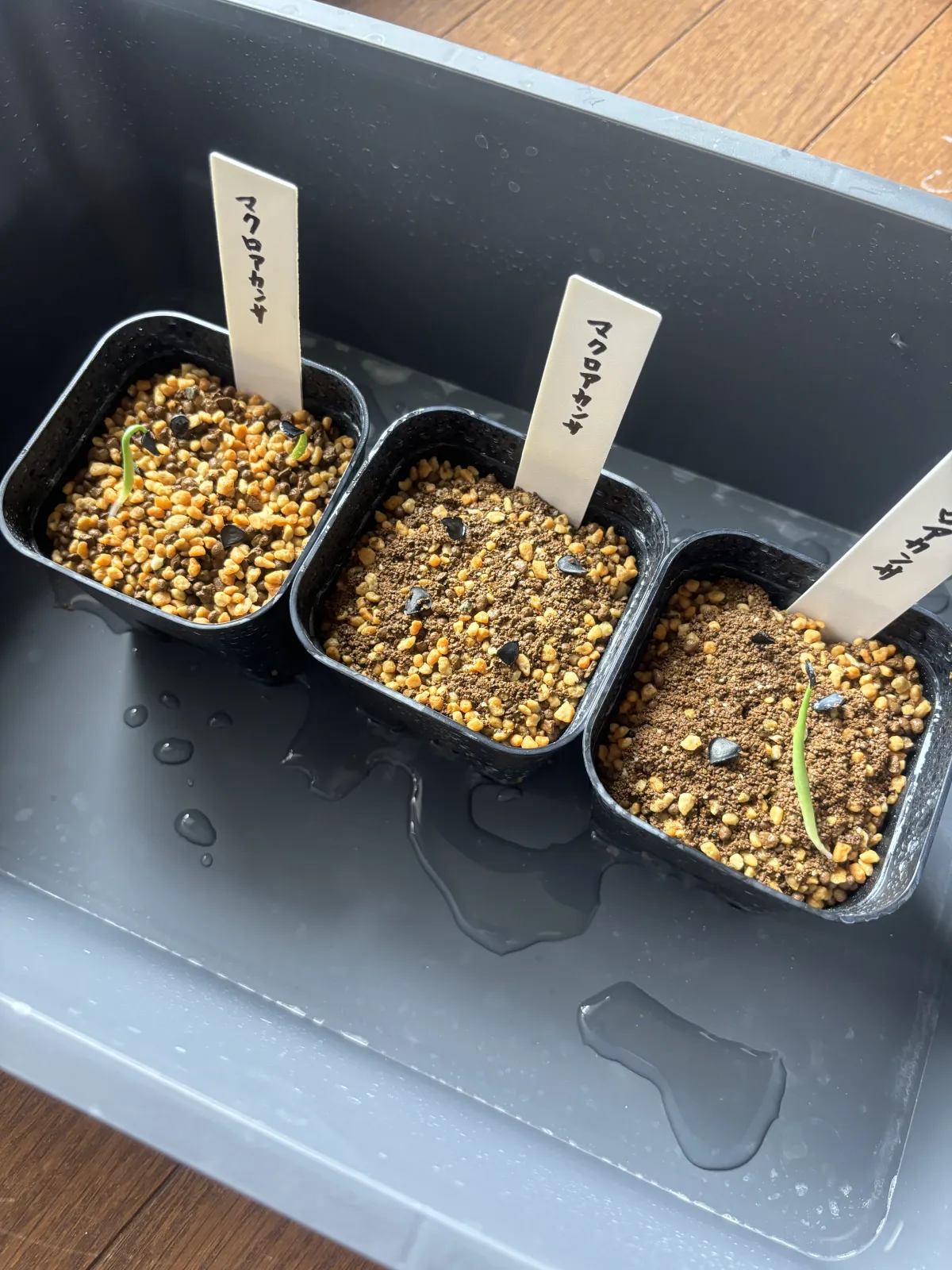 Agave macroacantha (アガベ マクロアカンサ 八荒殿)