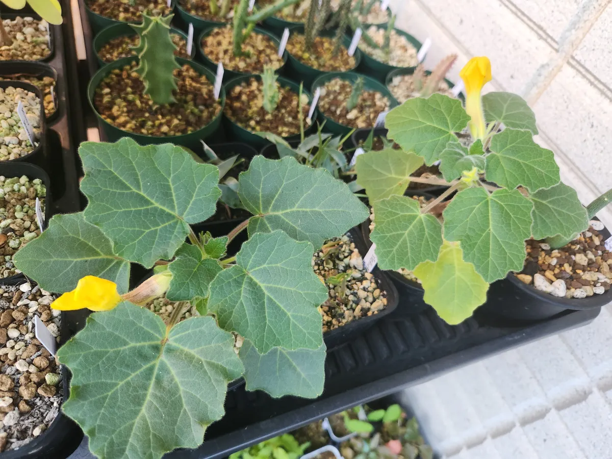 Uncarina roeoesliana (ウンカリーナ ルーズリアナ)