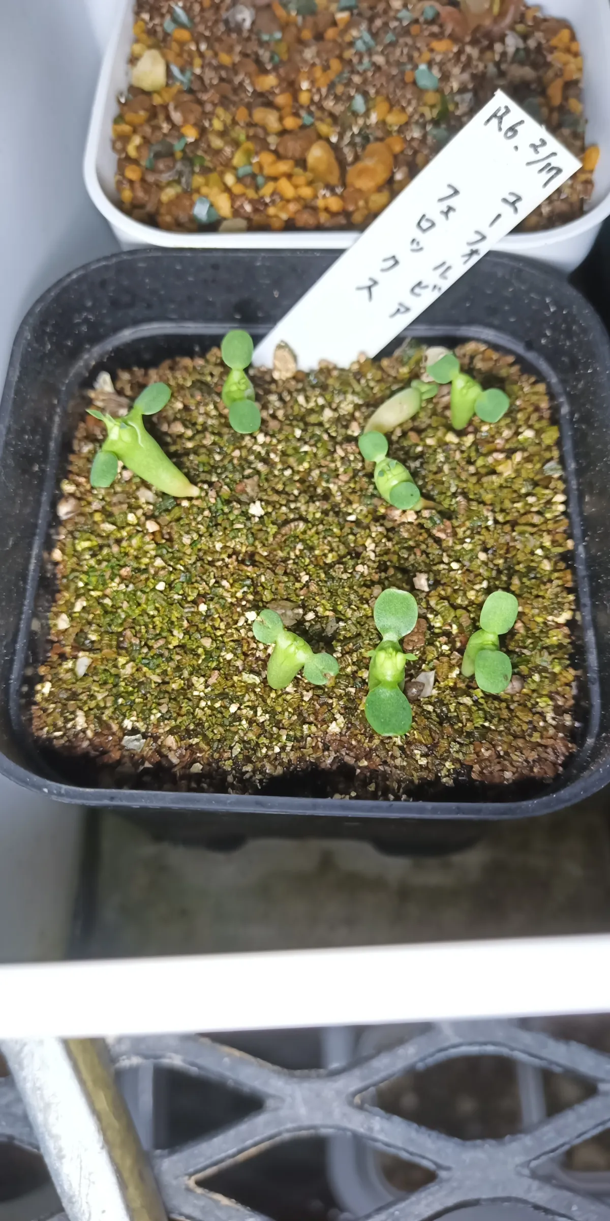 Euphorbia ferox (ユーフォルビア フェロックス)