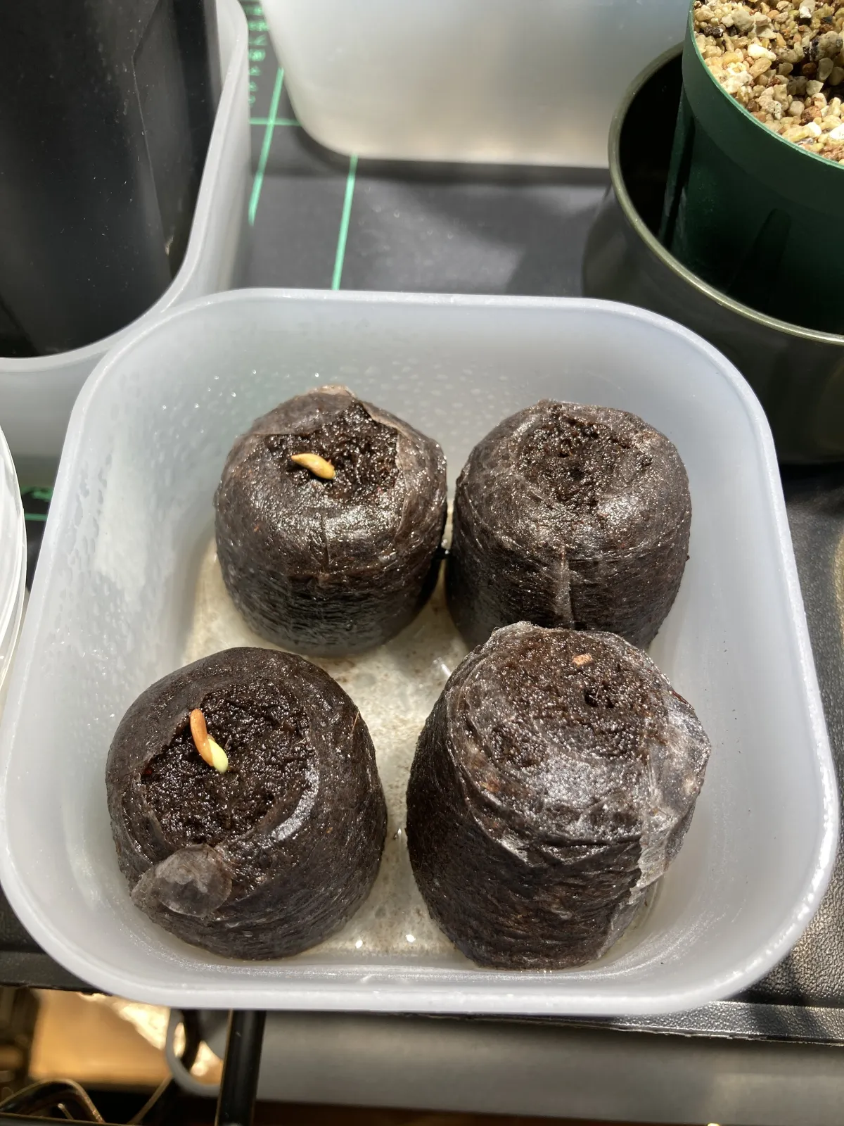 Pachypodium rosulatum subsp. makayense (パキポディウム マカイエンセ)