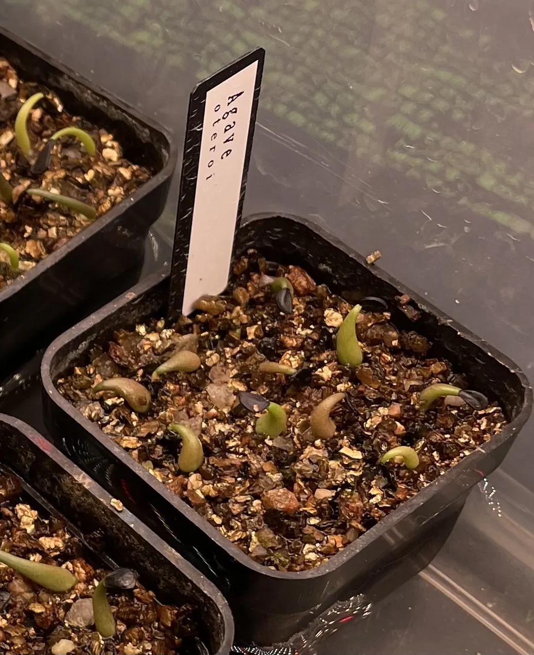 Agave oteroi (アガベ オテロイ)