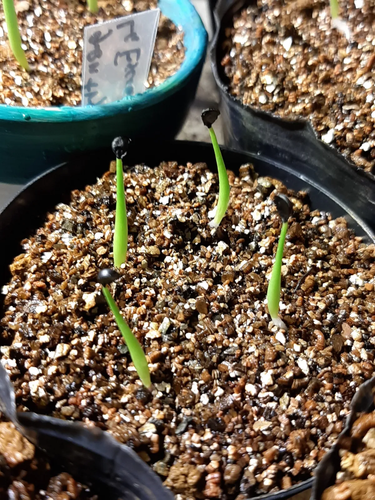 Agave utahensis ssp. utahensis (アガベ ユタエンシス)