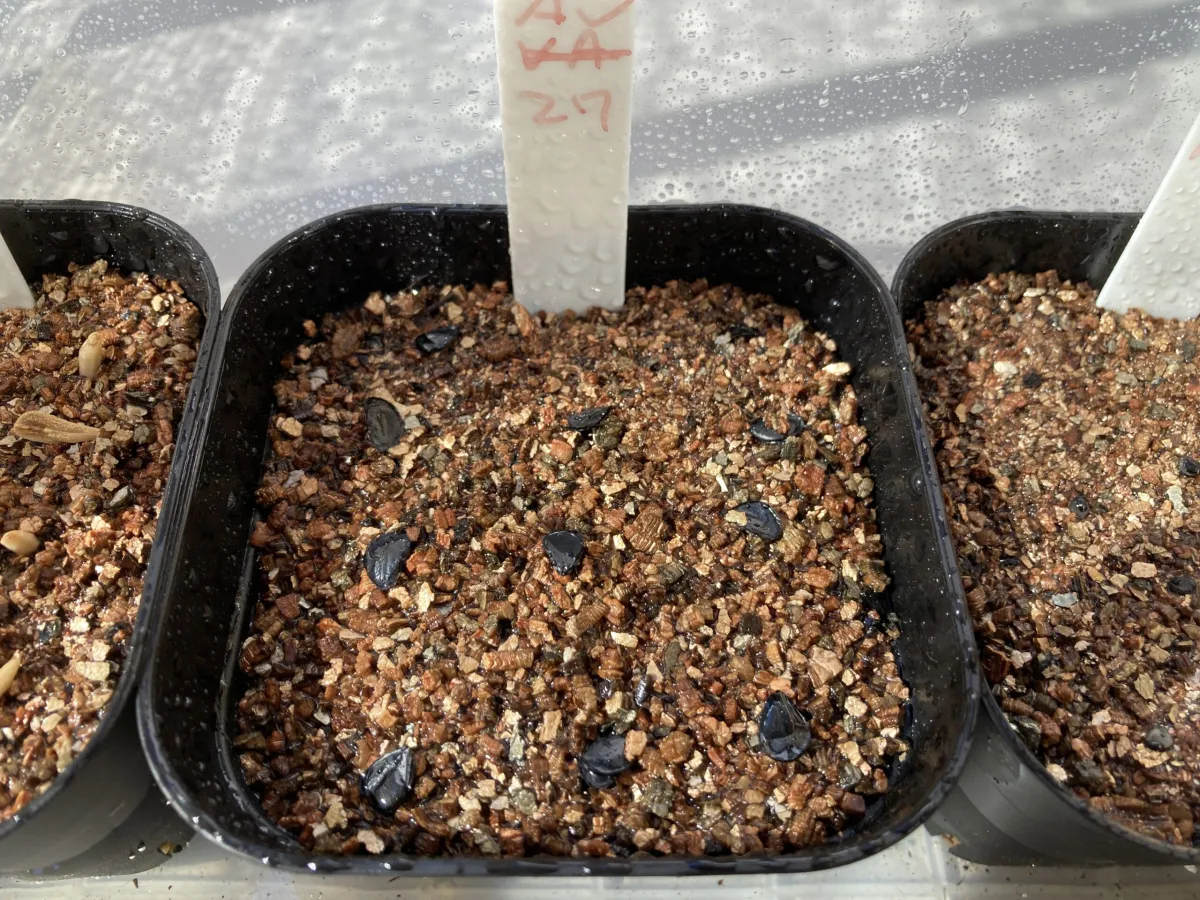 Agave parryi var. truncata (アガベ パリー トランカータ)