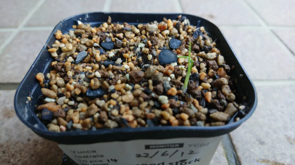 Yucca rostrata (ユッカ ロストラータ)