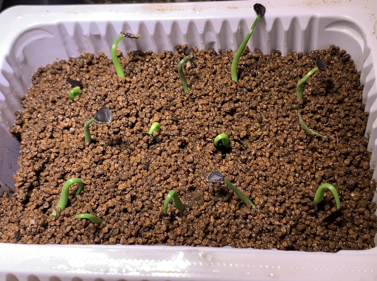 Agave flexispina (アガベ フレキシスピナ)